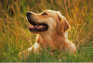 招聘信息暗示新作《索尼克》手游或正在开发中