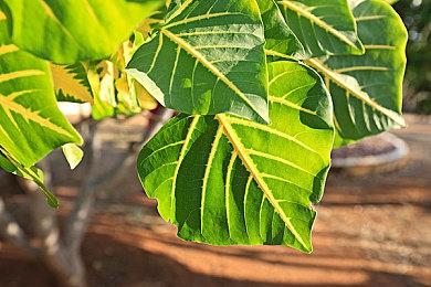 科幻文字侦探游戏《创世纪：身份》4月11日发售